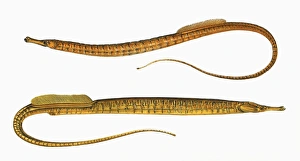 Syngnathus aequoreus, or Ocean Pipefish Syngnathus aequoreus, or Ocean Pipefish