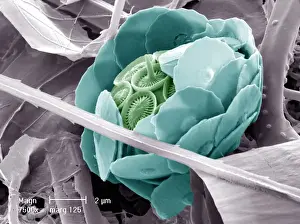 False Coloured Coccosphere Print of Syracosphaera anthos
