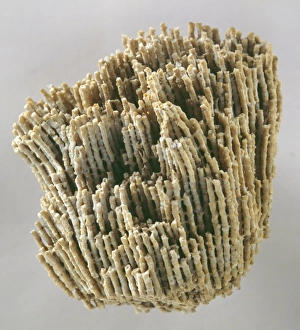 Syringopora reticulata (Goldfuss), coral Syringopora reticulata (Goldfuss), coral
