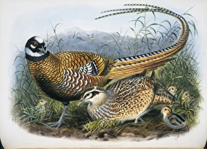 Syrmaticus reevesii, Reeves pheasant Syrmaticus reevesii, Reeves pheasant