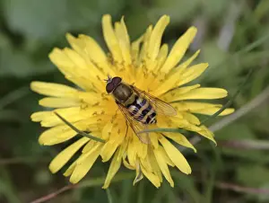 Hoverfly Species Prints: Syrphus ribesii, hoverfly