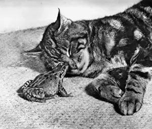 Unusual Animal Friends Prints: Tabby cat and frog