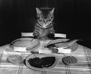Cat Prints: 1950s Tabby Cat Print - Unusual Friends
