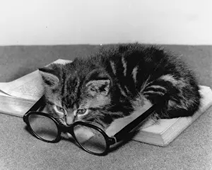 Unusual Animal Friends Prints: Tabby kitten with book and spectacles