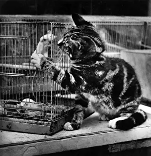 Funny Pet Pictures Prints: Tabby kitten with caged mouse
