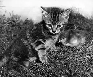 Funny Pet Pictures Prints: Tabby kitten and chick