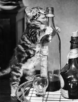 Funny Pet Pictures Prints: Tabby kitten with drinks tray