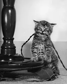 Cute Kittens Online Prints: Tabby kitten with electric cable
