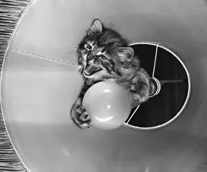 Retro Pet Pictures Prints: Tabby kitten with light bulb