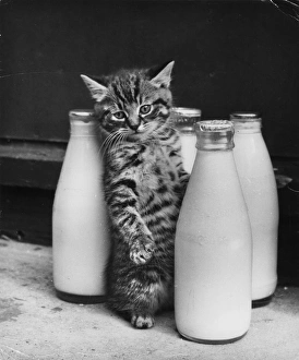 Tabby kitten with four pints of milk Tabby kitten with four pints of milk