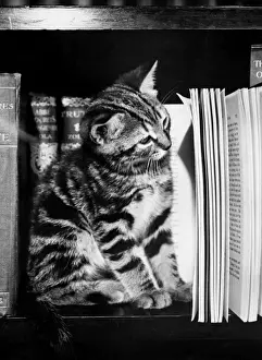 Cute Tabby Kittens Prints: Tabby kitten reading a book