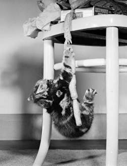 Tabby kitten with string of sausages Tabby kitten with string of sausages