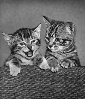 Two tabby kittens on the back of a chair Two tabby kittens on the back of a chair