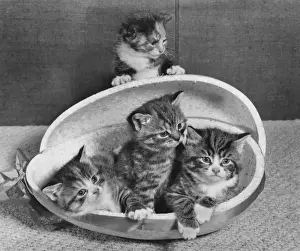 Tabby Kittens Prints: Four tabby kittens with Easter egg container