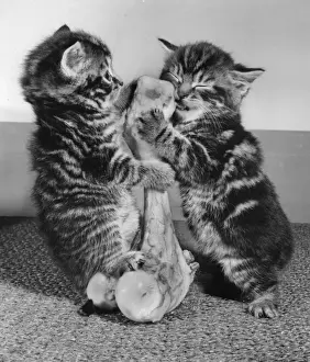 Vintage Kitten Photography Prints: Two tabby kittens with a large bone