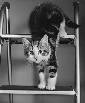 Vintage Cat Photography Prints: Tabby and white kitten on a stepladder