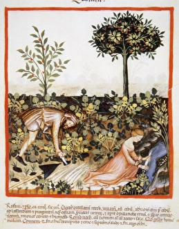 Tacuinum Sanitatis. 14th century. Medieval handbook of healt Tacuinum Sanitatis. 14th century. Medieval handbook of healt