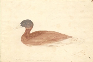 Tadorna cana, South African shelduck Tadorna cana, South African shelduck