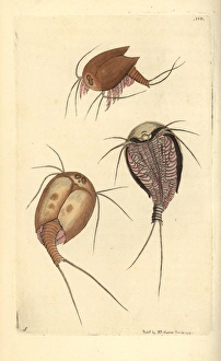 Tadpole shrimp, Lepidurus apus, living fossil Tadpole shrimp, Lepidurus apus, living fossil