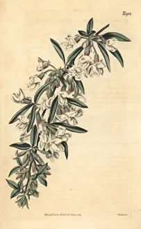 Tagasaste or tree lucerne, Cytisus proliferus Tagasaste or tree lucerne, Cytisus proliferus