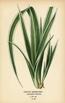 Tahitian screwpine, Pandanus tectorius Tahitian screwpine, Pandanus tectorius