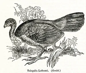 Talegalla Lathami or Brush Turkey, Australian bird Talegalla Lathami or Brush Turkey, Australian bird