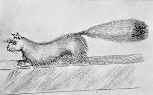 Prints of Artists impression of Gef the so-called talking mongoose which befriended Voirrey Irving, a 17-year old girl from the Isle of Man Mongoose Prints: Gef the Talking Mongoose Print