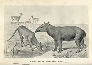 Prehistoric Animals Prints: Tapir-like animals of the Eocene