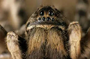 Tarantula Spider Close-up Print - South Tuva, Russia