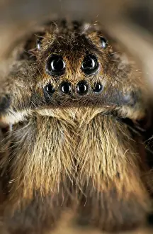 Spider Prints: Tarantula Spider Print - South Tuva, Russia