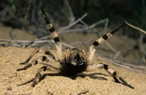 Tarantula Spider Prints: Tarantula Spider Print, South Tuva, Russia