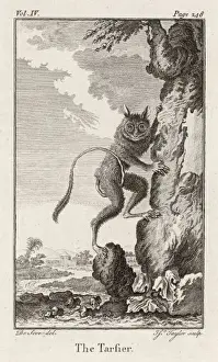 Prints of (tarsius bancanus). This is probably the Western Tarsier, which lives in the East. It is classified as a prosimian Tarsiidae Prints: Western Tarsier Print - Prosimian Species