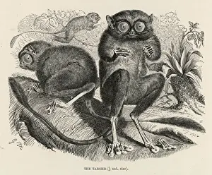 Prints of (tarsius bancanus). This is probably the Western Tarsier, which lives in the East. It is classified as a prosimian Small Mammal Prints: Western Tarsier Print