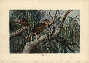 Tarsius, haplorrhine primate genus that can Tarsius, haplorrhine primate genus that can