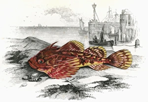 Taurulus Bubalis, or Longspined Bullhead Taurulus Bubalis, or Longspined Bullhead