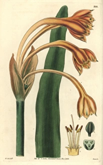 Tawny coburgia, Coburgia fulva or Clinanthus fulvus Tawny coburgia, Coburgia fulva or Clinanthus fulvus