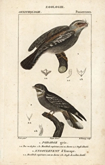 Tawny frogmouth, Podargus strigoides, and European Tawny frogmouth, Podargus strigoides, and European