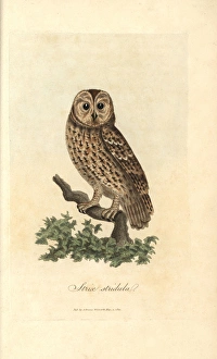 Tawny owl, Strix stridula, Brown owl, Strix aluco Tawny owl, Strix stridula, Brown owl, Strix aluco