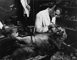 Taxidermist working on wolf teeth, 1935 Taxidermist working on wolf teeth, 1935