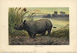 Teleoceras, extinct genus of grazing rhinoceros Teleoceras, extinct genus of grazing rhinoceros