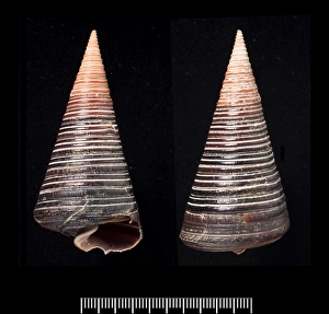 Telescopium telescopium, telescope shell Telescopium telescopium, telescope shell