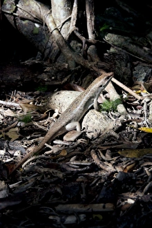 Telfairs skink Round Island skink Telfairs skink Round Island skink