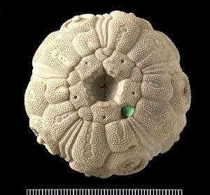 Temnocidaris sceptrifera, fossil echinoid Temnocidaris sceptrifera, fossil echinoid