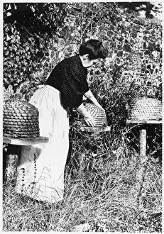 Honey Production Process Prints: Tending the Bees