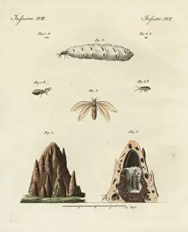 Copperplate Engravings Online Prints: Termites and mound