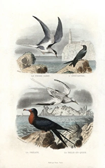 Tern, black tern, great frigatebird and white-tailed Tern, black tern, great frigatebird and white-tailed