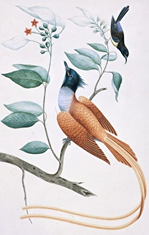 Terpsiphone bourbonnensis, Leptocoma zeylonica Terpsiphone bourbonnensis, Leptocoma zeylonica