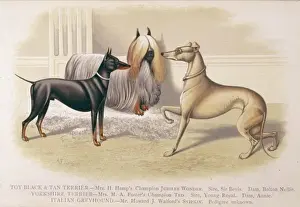 Yorkshire Terrier Pictures Prints: Terriers and Greyhound