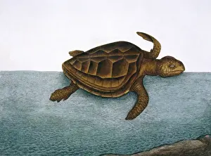 Mark Catesby Prints: Testudo marina, loggerhead turtle