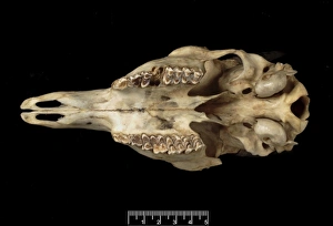 Tetracerus quadricornis, four-horned antelope Tetracerus quadricornis, four-horned antelope